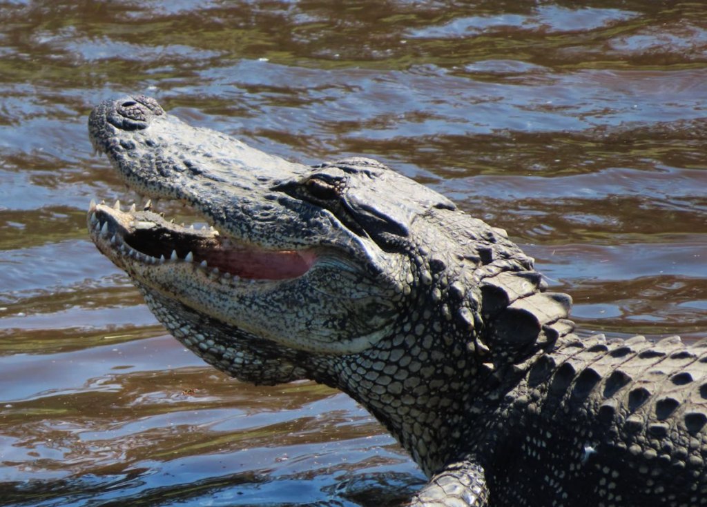 Happy alligator in Myakka State Park